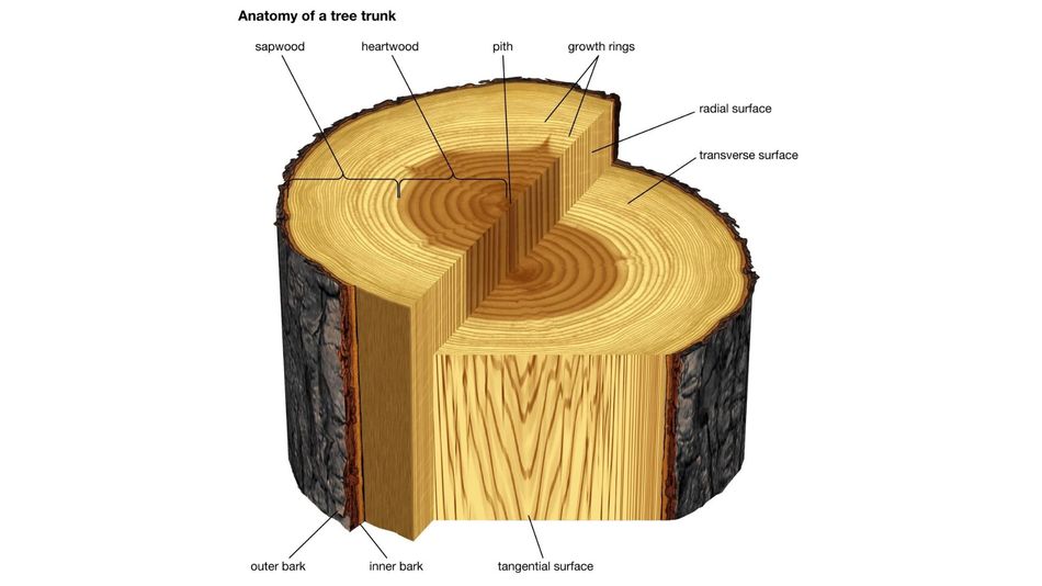 Wooden Log
Anatomy