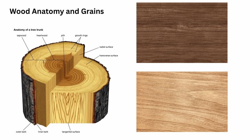 Anotomy of wood and grain
patterns